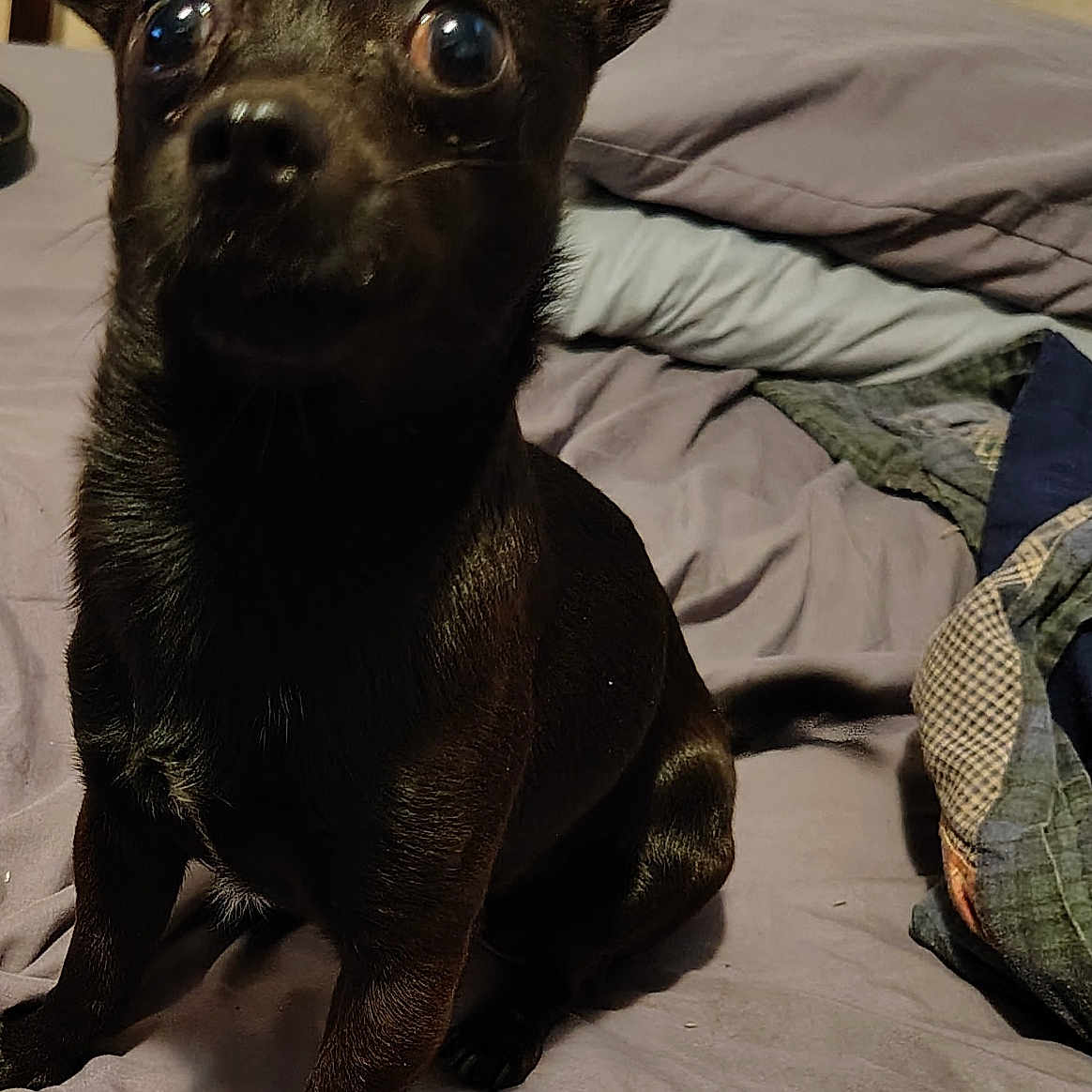 Scoot joined the competition — help win amazing prizes! dog, black_dog, pet, bed, blanket, pillow, indoor, animal, canine, fur, ears, sitting, looking_up, cute, domestic_animal, companion, bedroom, furniture, resting, alert