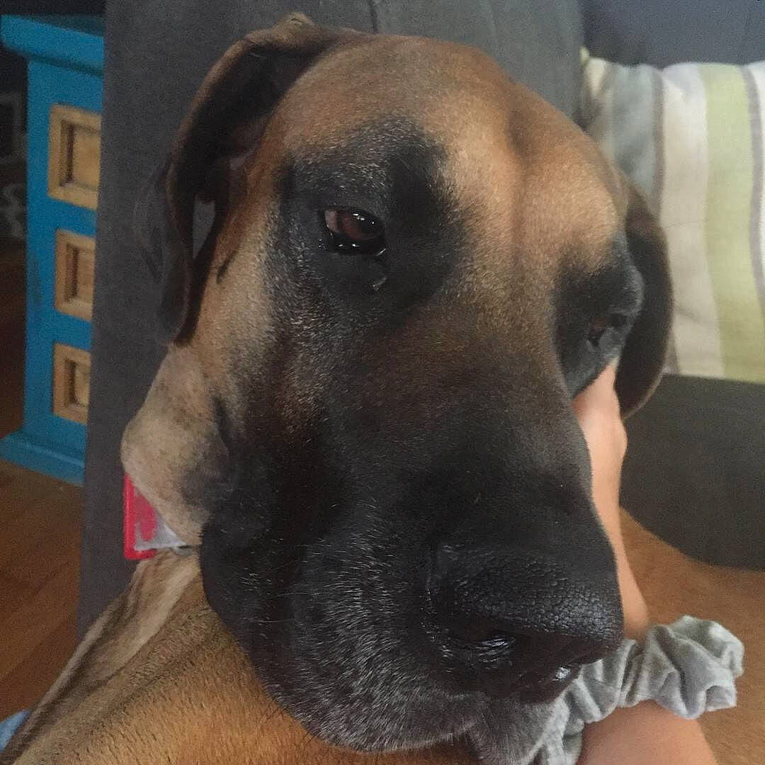 Bosa joined the competition — help win amazing prizes! alano_espanol, black_mouth_cur, broholmer, canidae, carnivore, dog, dog_breed, ear, fawn, fila_brasileiro, great_dane, guard_dog, mammal, non_sporting_group, nose, snout, vertebrate, whiskers