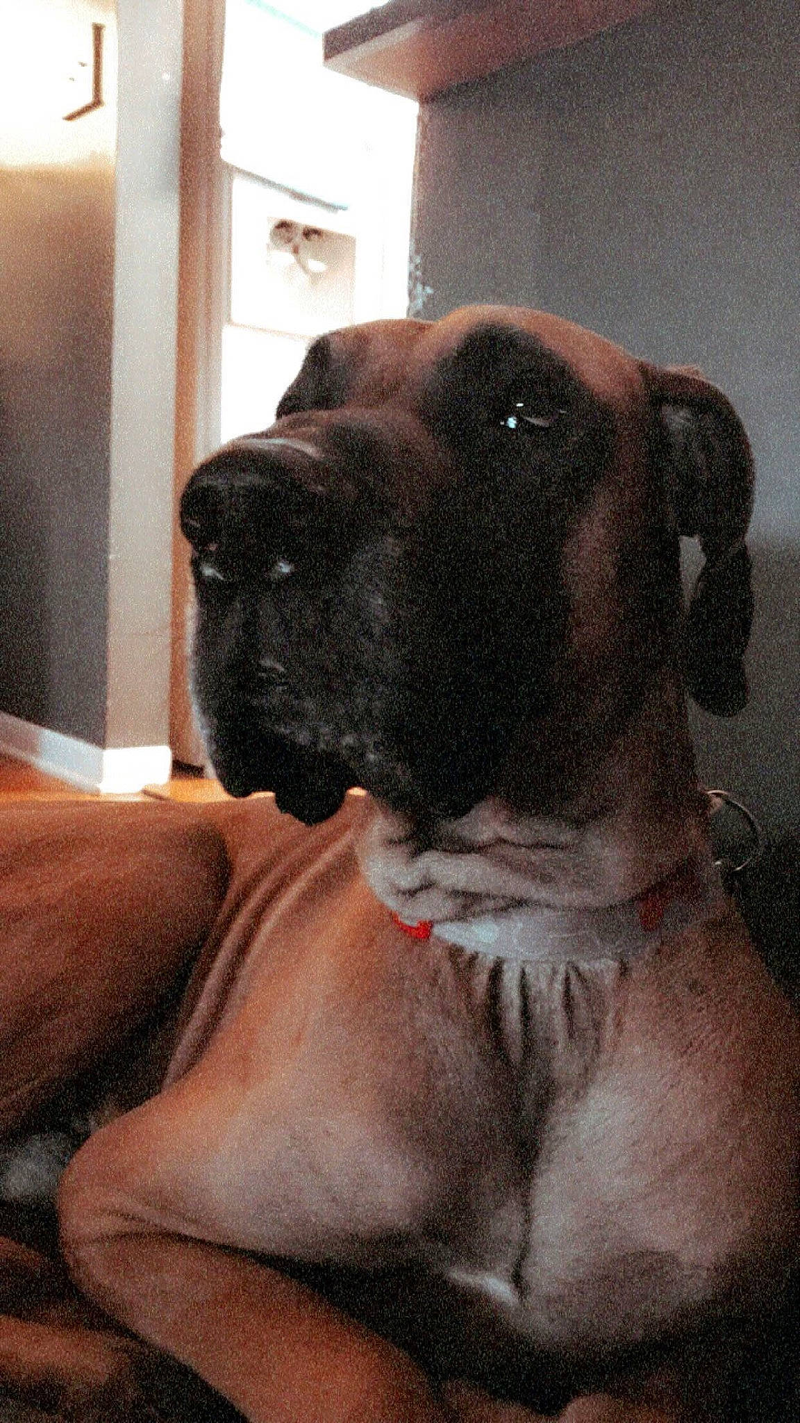 Bosa is registered to the contest to win money with this photo: american_mastiff, boerboel, boxer, bullmastiff, canidae, carnivore, dog, dog_breed, english_mastiff, fawn, giant_dog_breed, great_dane, guard_dog, korean_mastiff, mammal, molosser, non_sporting_group, snout, vertebrate, working_dog