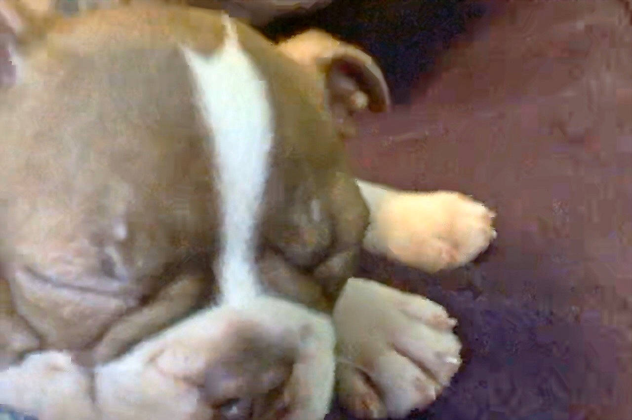 Josie is registered to the contest to win money with this photo: american_bulldog, australian_bulldog, british_bulldogs, bulldog, canidae, carnivore, companion_dog, dog, dog_breed, fawn, mammal, non_sporting_group, nose, old_english_bulldog, olde_english_bulldogge, puppy, puppy_love, snout, sporting_group, toy_bulldog