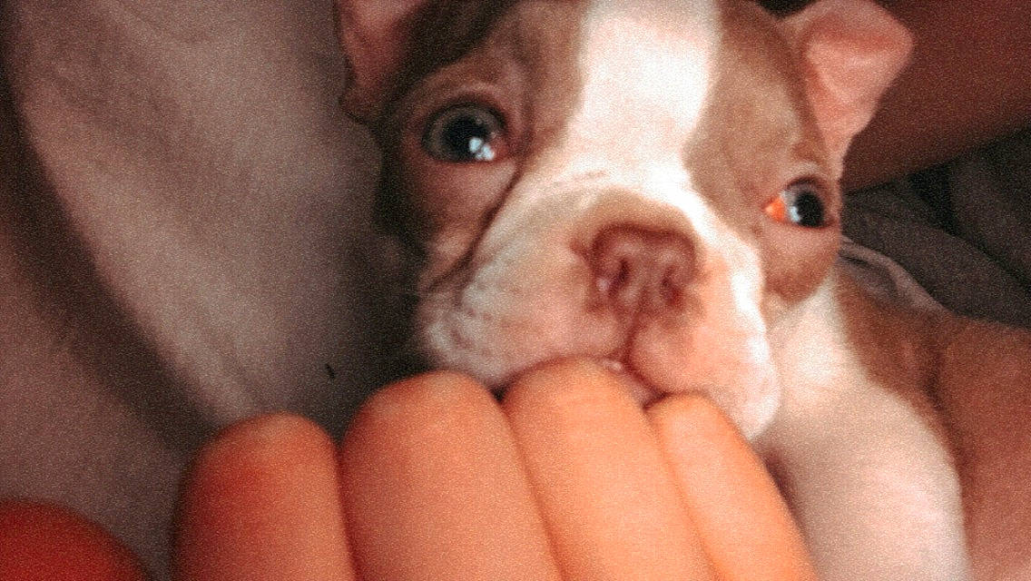 Josie joined the competition — help win amazing prizes! australian_bulldog, boston_terrier, canidae, carnivore, companion_dog, dog, dog_breed, fawn, french_bulldog, mammal, non_sporting_group, nose, puppy, puppy_love, rare_breed_dog, skin, snout, toy_bulldog, valley_bulldog, vertebrate