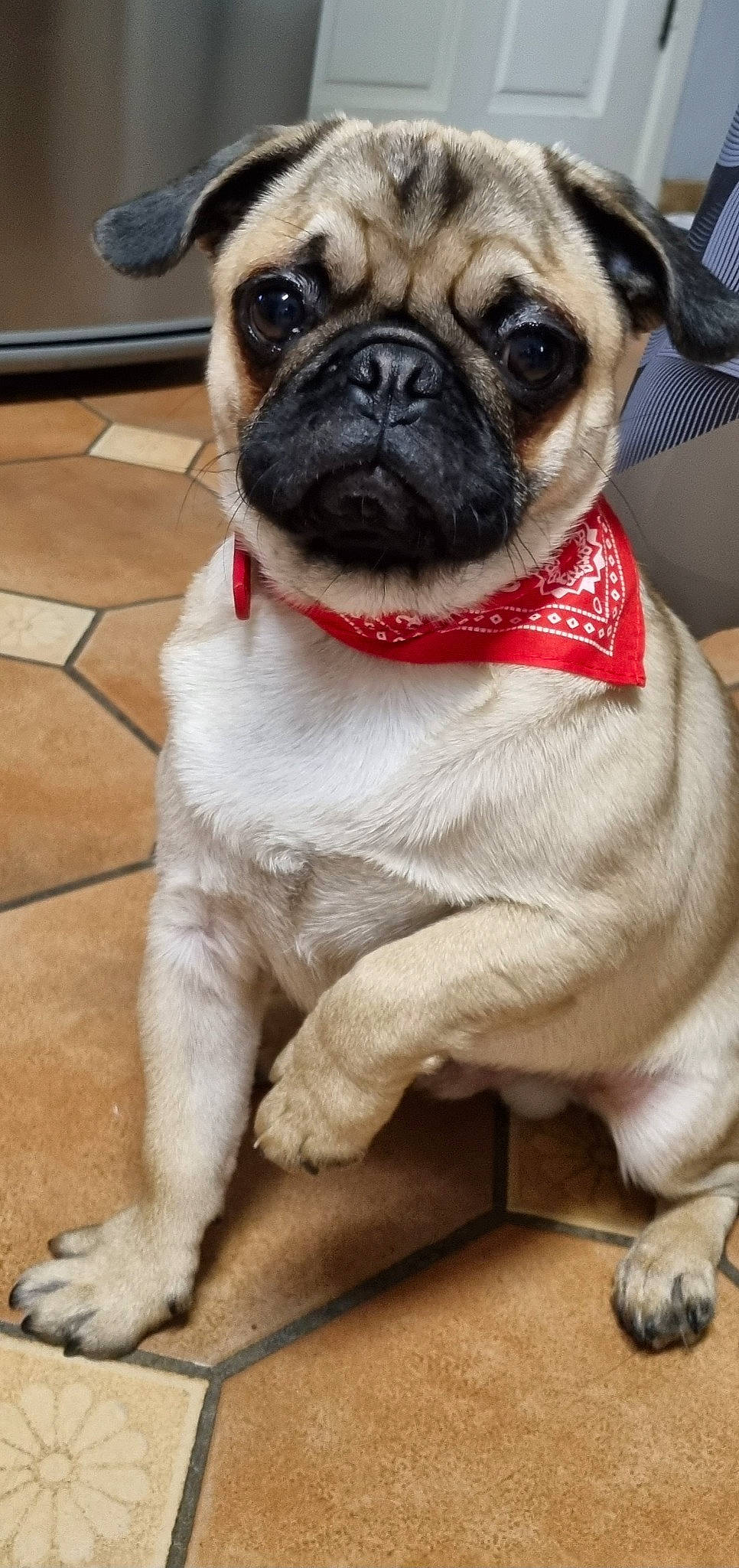 Loki participe au concours pour gagner de l'argent avec cette photo : ancient_dog_breeds, canidae, carnivore, collar, companion_dog, dog, dog_breed, dog_collar, fawn, fur, leash, non_sporting_group, plant, pug, snout, sporting_group, toy_dog, whiskers, working_animal, wrinkle