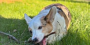 Tucker is registered to the contest to win money with this photo: dog, corgi, grass, stick, outdoor, playful, pet, animal, sunlight, nature, chewing, ears, brown_and_white, canine, daylight, blurred_background, tree, leaf, quiet_street, happy