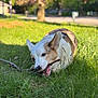 dog, corgi, grass, stick, outdoor, playful, pet, animal, sunlight, nature, chewing, ears, brown_and_white, canine, daylight, blurred_background, tree, leaf, quiet_street, happy
