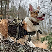 Tucker joined the competition — help win amazing prizes! dog, corgi, backpack, forest, tree, outdoor, animal, pet, nature, canine, tongue_out, ears_up, muzzle, walking, adventure, woodland, bark, fur, happy, trail