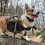 dog, corgi, backpack, forest, tree, outdoor, animal, pet, nature, canine, tongue_out, ears_up, muzzle, walking, adventure, woodland, bark, fur, happy, trail