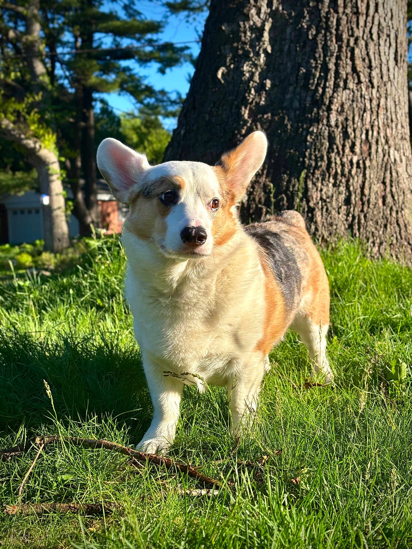 Tucker