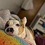 Tucker is registered to the contest to win money with this photo: dog, closeup, indoor, resting, blanket, rainbow, nose, cozy, fur, pet, cute, sleepy, bedroom, soft, comfort, animal, relaxing, warm, home, companion