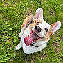 Tucker joined the competition — help win amazing prizes! dog, corgi, tongue_out, happy, grass, outdoor, pet, animal, ears, smiling, nature, playful, cute, canine, mammal, tongue, fur, collar, looking_up