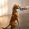 dog, brown_dog, sitting, indoor, floor, person_hand, collar, licking, container, small_container, pet, animal, canine, waiting, obedient, side_view, light, shadow, human_interaction, floor_tile