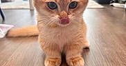 Omusubi joined the competition — help win amazing prizes! cat, orange_cat, pet, animal, tongue, floor, wooden_floor, indoor, cute, fur, whiskers, ears, eyes, mischievous, curious, domestic, feline, home, natural_light, sitting