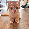 cat, orange_cat, pet, animal, tongue, floor, wooden_floor, indoor, cute, fur, whiskers, ears, eyes, mischievous, curious, domestic, feline, home, natural_light, sitting