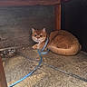 Omusubi joined the competition — help win amazing prizes! cat, orange_cat, leash, water_bowl, concrete_floor, wooden_table, indoor, pet, animal, curious, feline, resting, looking_at_camera, fur, domestic_cat, floor, quiet, cozy, small_space, calm