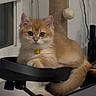 Omusubi joined the competition — help win amazing prizes! kitten, cat, orange_cat, fluffy, pet, indoor, chair, scratching_post, toy, curious, wide_eyes, feline, animal, domestic_cat, cute, resting, collar, window, furniture, cozy