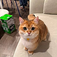 Omusubi is registered to the contest to win money with this photo: cat, orange_cat, white_cat, pet, indoor, sofa, furniture, floor, curious, big_eyes, whiskers, collar, domestic_animal, cute, animal, mammal, looking_up, close_up, home, cozy