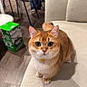 cat, orange_cat, white_cat, pet, indoor, sofa, furniture, floor, curious, big_eyes, whiskers, collar, domestic_animal, cute, animal, mammal, looking_up, close_up, home, cozy