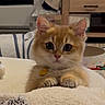 kitten, cat, orange_cat, fluffy, cute, indoor, pet, animal, paws, blanket, fur, small, young, curious, domestic_cat, feline, eyes, whiskers, nose, collar