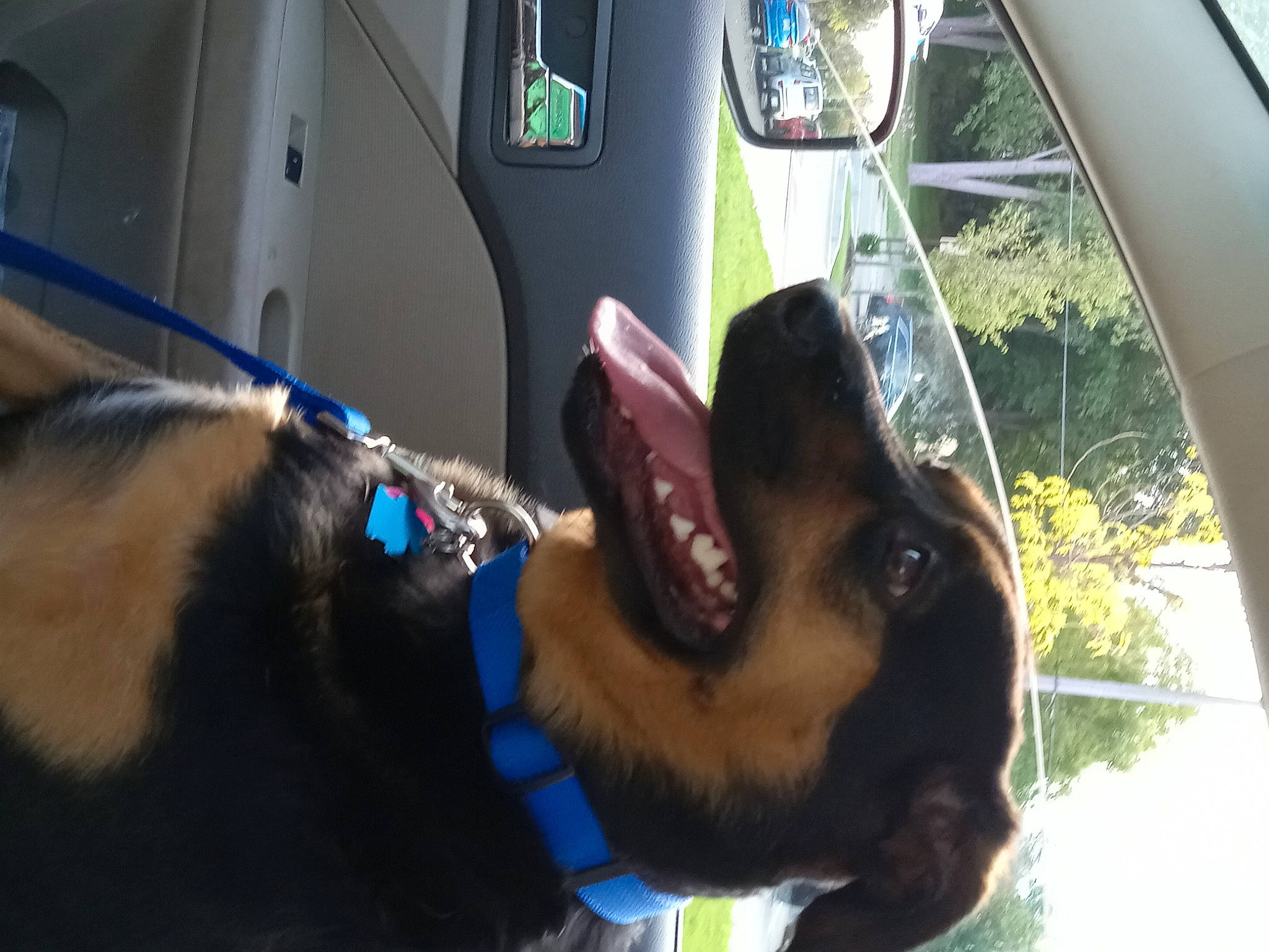 Sheldon Buddy White joined the competition — help win amazing prizes! automotive_exterior, canidae, car, carnivore, collar, companion_dog, dog, dog_breed, dog_collar, fawn, mammal, motor_vehicle, snout, sporting_group, tree, vehicle, vehicle_door, vertebrate, window, windshield