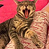 Schnitzele joined the competition — help win amazing prizes! cat, tabby, yawning, stretching, pajamas, love_text, amor_text, lap, indoor, bed, blanket, furniture, pink, relaxing, pet, animal, cozy, sleepy, striped, resting