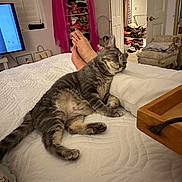 Schnitzele is registered to the contest to win money with this photo: cat, tabby, bed, pillow, feet, quilt, bedroom, clothing, closet, television, furniture, indoor, relaxed, resting, gray, pet, sleepy, cozy, human, home