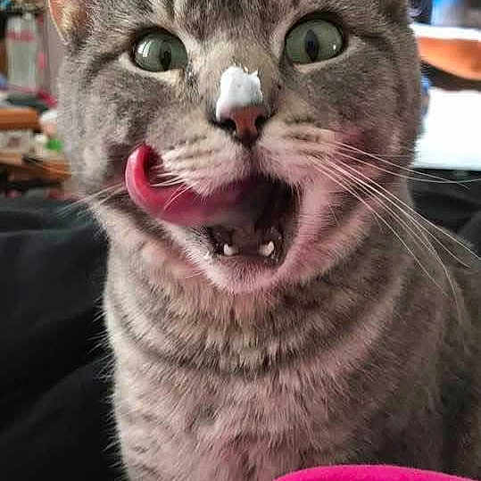 Schnitzele joined the competition — help win amazing prizes! cat, tabby, tongue, licking, cream, indoor, pet, feline, playful, whiskers, nose, fur, closeup, expression, animal, cute, pink, blurred_background, window, household