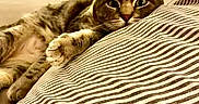 Schnitzele is registered to the contest to win money with this photo: cat, tabby, striped_pillow, bedroom, furniture, indoor, pet, relaxing, cozy, curious, fur, whiskers, paw, laying_down, soft_lighting, home, domestic_animal, resting, cute, animal