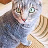 Schnitzel is registered to the contest to win money with this photo: animal, carpet, cat, closeup, curious, cute, domestic_cat, ears, feline, floor, gray_tabby, green_eyes, home, indoor, looking_at_camera, pet, playful, scratching_pad, whiskers, wooden_furniture