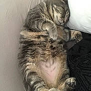 Schnitzel is registered to the contest to win money with this photo: animal, bed, cat, cozy, cute, domestic_cat, fur, indoor, mammal, nap, paw, pet, pillow, relaxed, resting, sleeping, soft, striped, tabby, whiskers