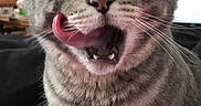 Schnitzel is registered to the contest to win money with this photo: animal, cat, close_up, cute, dairy, expression, face, funny, fur, gray, indoor, licking, mouth, nose, pet, playful, tabby, tongue_out, treat, whiskers