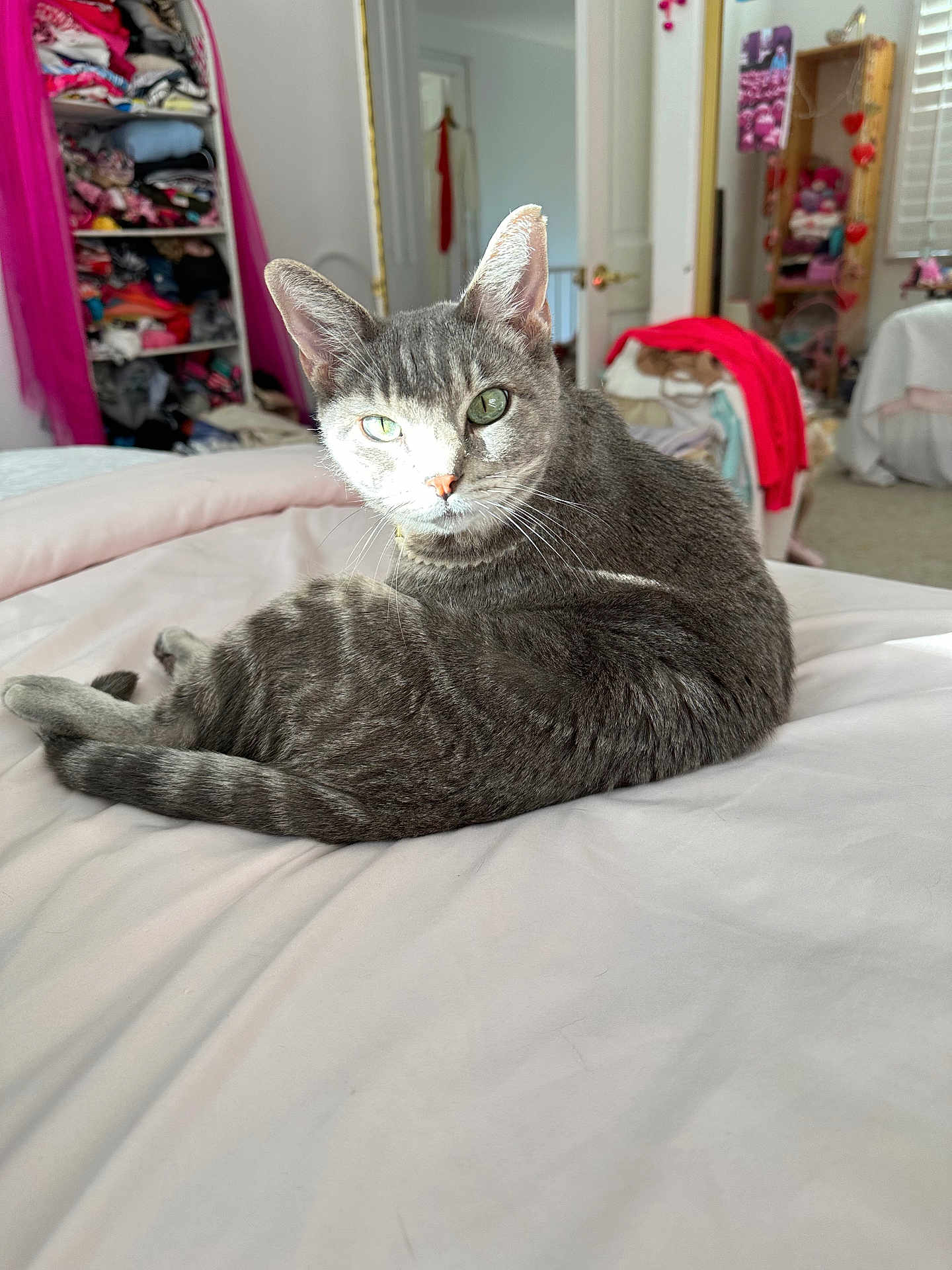 Schnitzel joined the competition — help win amazing prizes! bed, blanket, cat, clothing, curtains, decorations, door, ears, furniture, gray_tabby, green_eyes, indoor, looking, mirror, room, shelf, sitting, soft_light, tail, whiskers