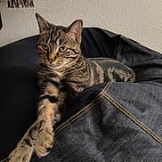 Nini participe au concours pour gagner de l'argent avec cette photo : cat, tabby_cat, stretching, bean_bag, denim, fabric, indoor, feline, pet, animal, relaxed, paw, striped, fur, whiskers, ears, green_eyes, home, resting, texture