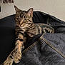 cat, tabby_cat, stretching, bean_bag, denim, fabric, indoor, feline, pet, animal, relaxed, paw, striped, fur, whiskers, ears, green_eyes, home, resting, texture