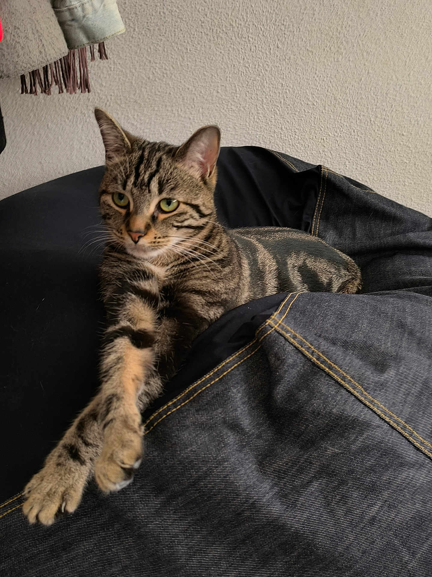 Nini participe au concours pour gagner de l'argent avec cette photo : cat, tabby_cat, stretching, bean_bag, denim, fabric, indoor, feline, pet, animal, relaxed, paw, striped, fur, whiskers, ears, green_eyes, home, resting, texture
