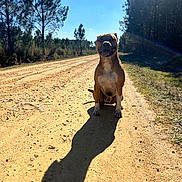 Raiko a rejoint le concours — aidez-le/la à gagner de superbes lots ! dog, outdoor, dirt_road, shadow, sunlight, trees, blue_sky, canine, happy, sitting, nature, sunny, animal, pet, forest, daytime, smiling, mammal, brown_dog, landscape