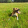 dog, animal, grass, field, outdoor, nature, tongue_out, happy, sunny, green, canine, pet, summer, sky, trees, mammal, playful, relaxed, daytime, fur
