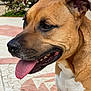 dog, close_up, tongue_out, brown_fur, white_chest, outdoor, tiled_floor, happy, pet, animal, canine, ears, snout, mouth, teeth, nature, daylight, portrait, friendly, companion
