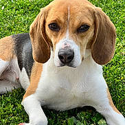Vicky participe au concours pour gagner de l'argent avec cette photo : dog, beagle, animal, pet, outdoor, grass, lying_down, brown, white, black, ears, nose, face, fur, nature, daylight, closeup, canine, mammal, relaxing