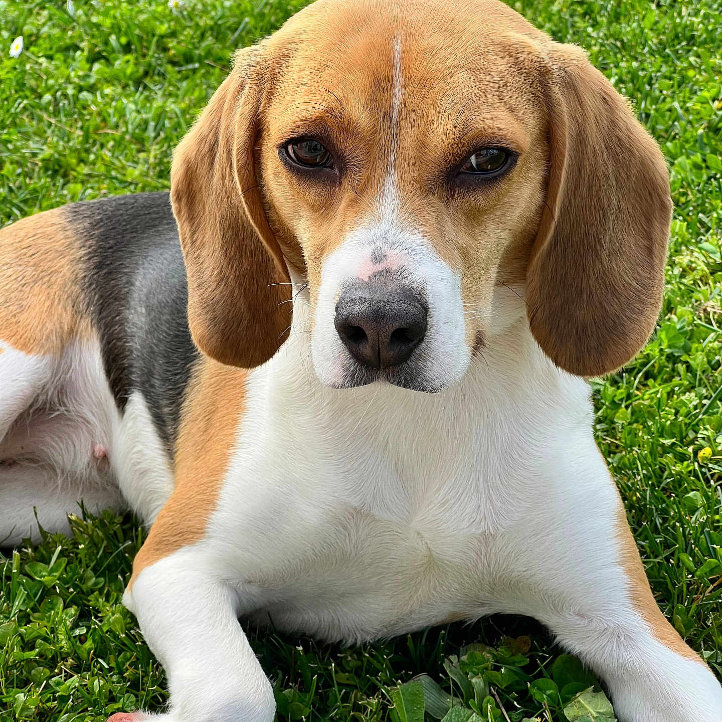 Vicky participe au concours pour gagner de l'argent avec cette photo : animal, beagle, black, brown, canine, closeup, daylight, dog, ears, face, fur, grass, lying_down, mammal, nature, nose, outdoor, pet, relaxing, white