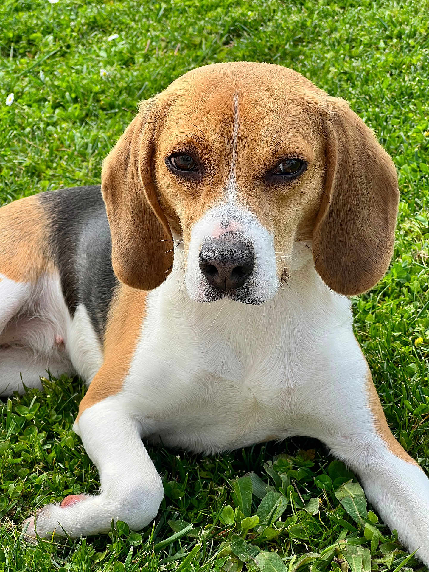 Vicky participe au concours pour gagner de l'argent avec cette photo : dog, beagle, animal, pet, outdoor, grass, lying_down, brown, white, black, ears, nose, face, fur, nature, daylight, closeup, canine, mammal, relaxing