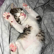Ayton participe au concours pour gagner de l'argent avec cette photo : kitten, cat, sleeping, paws, pink_pads, fur, white, gray, striped, cute, pet, animal, resting, cozy, blanket, indoor, small, adorable, young, relaxed