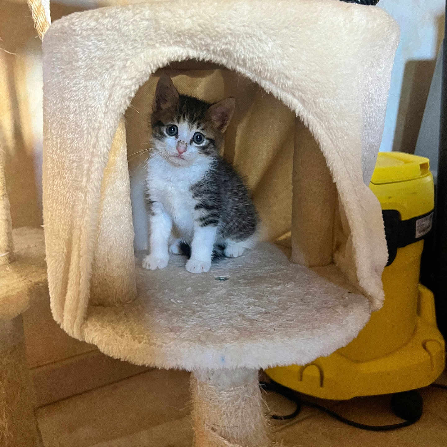 Ayton participe au concours pour gagner de l'argent avec cette photo : animal, cat, cat_tree, cozy, curious, cute, ears, feline, floor, fur, home, indoor, kitten, looking, pet, sitting, small, toy, vacuum_cleaner, whiskers