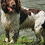 animal, bodypart, canine, cockerspaniel, dog, field, grass, grassland, hound, lawn, mouth, nature, outdoors, person, pet, plant, pointer, puppy, terrier, tongue