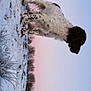 animal, canine, cat, cattle, cow, dog, face, goat, head, hunting, ice, livestock, nature, outdoors, person, pet, pointer, smelling, snow, winter