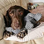 animal, architecture, blanket, building, canine, chair, couch, cushion, dog, furniture, homedecor, hound, indoors, labradorretriever, linen, livingroom, pet, pointer, puppy, room