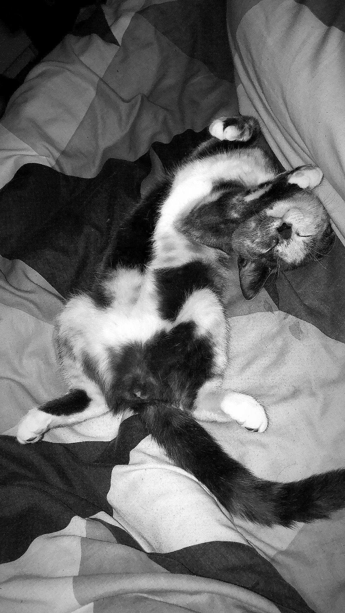 Bleu joined the competition — help win amazing prizes! black_and_white, carnivore, cat, claw, comfort, dog_breed, domestic_short_haired_cat, felidae, fur, gesture, monochrome, monochrome_photography, pattern, paw, small_to_medium_sized_cats, style, tail, textile, tints_and_shades, whiskers