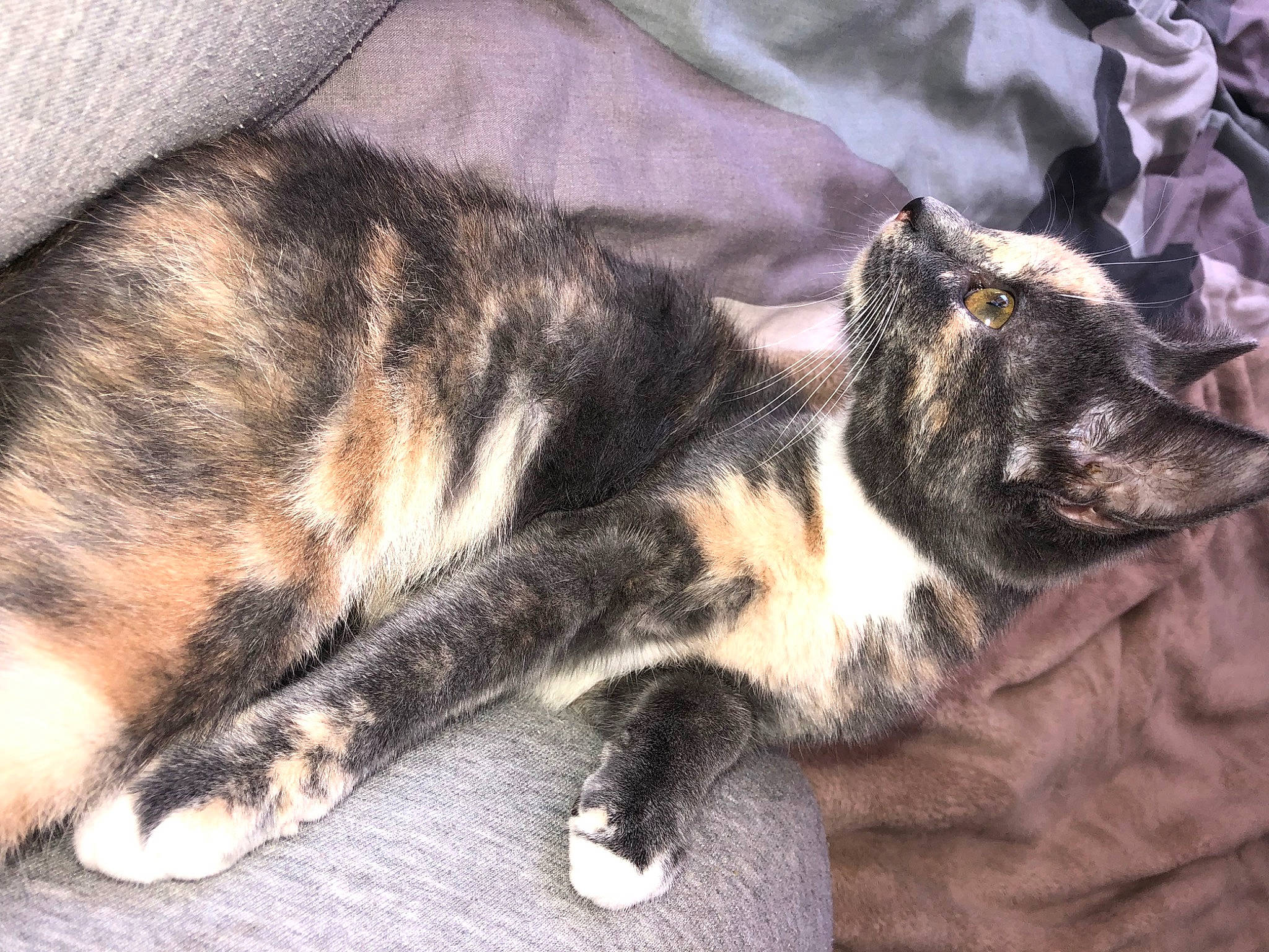 Bleu is registered to the contest to win money with this photo: carnivore, cat, claw, comfort, domestic_short_haired_cat, felidae, fur, paw, small_to_medium_sized_cats, snout, tail, terrestrial_animal, whiskers