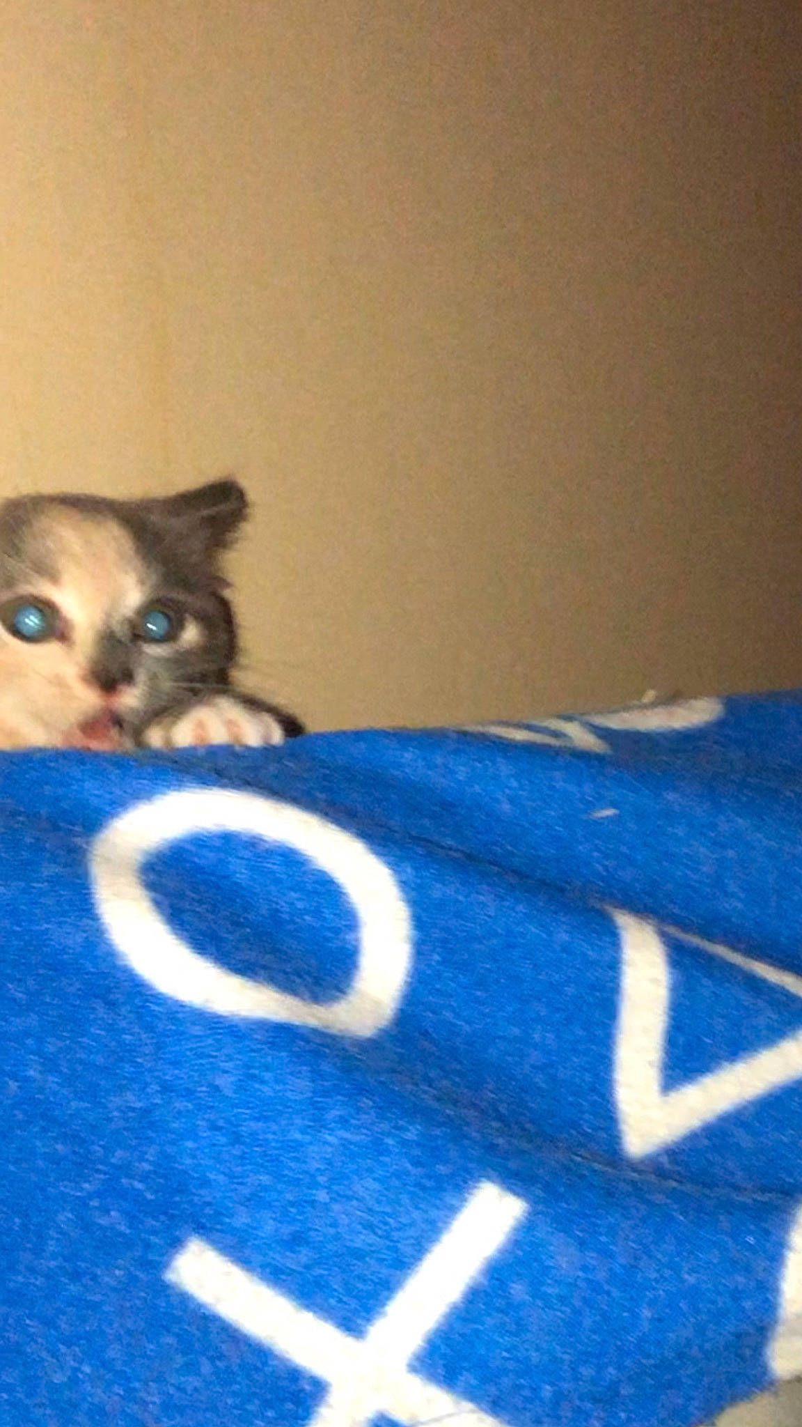 Bleu is registered to the contest to win money with this photo: carnivore, cat, comfort, domestic_short_haired_cat, door, electric_blue, felidae, flooring, fur, linens, pattern, paw, shadow, sleeve, small_to_medium_sized_cats, sportswear, tail, terrestrial_animal, whiskers, wood