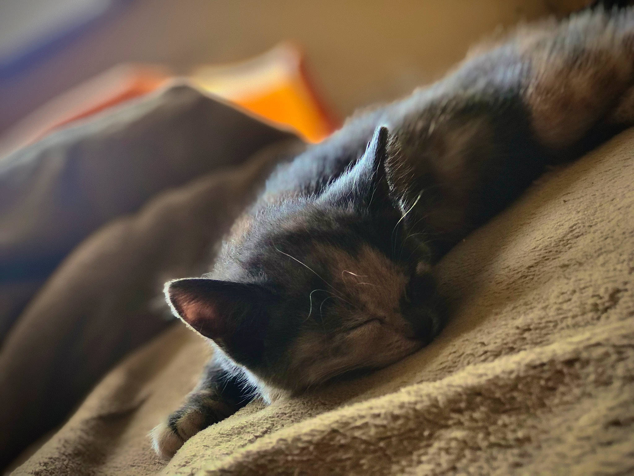 Bleu joined the competition — help win amazing prizes! carnivore, cat, claw, comfort, domestic_short_haired_cat, ear, fawn, felidae, fur, grey, nap, paw, sleep, small_to_medium_sized_cats, snout, terrestrial_animal, whiskers, wood