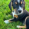 Goose is registered to the contest to win money with this photo: puppy, dog, grass, outdoor, pet, name_tag, black_fur, brown_fur, white_fur, close_up, young_dog, animal, cute, playful, collar, face, ears, paw, nature, sunlight