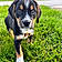 Goose